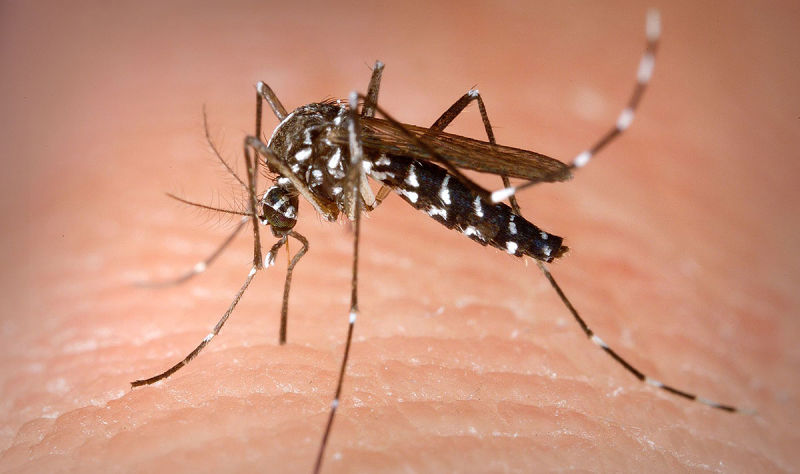 Illustration for article titled Qué ocurriría en el planeta si el hombre consigue extinguir a todas las especies de mosquitos